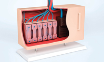 无害健康环保的DDOS攻击测试